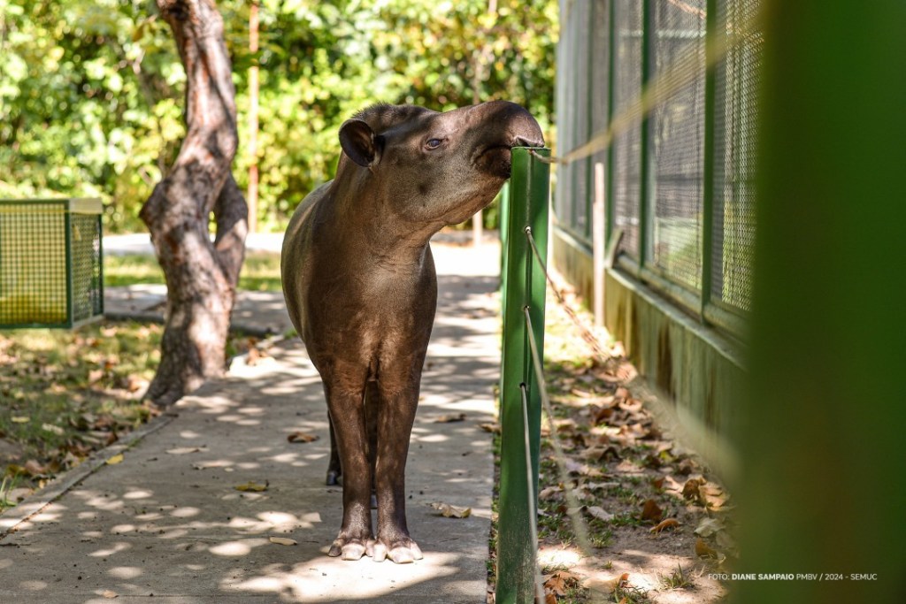 BOSQUE DOS PAPAGAIOS – Qualidade de vida dos animais melhora em dias livres no parque&nbsp;ambiental