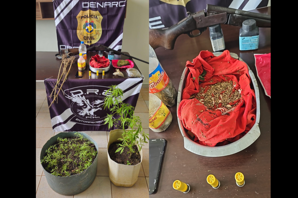 Polícia Civil localiza plantação de maconha e prende suspeito com drogas e arma no&nbsp;Amajari.