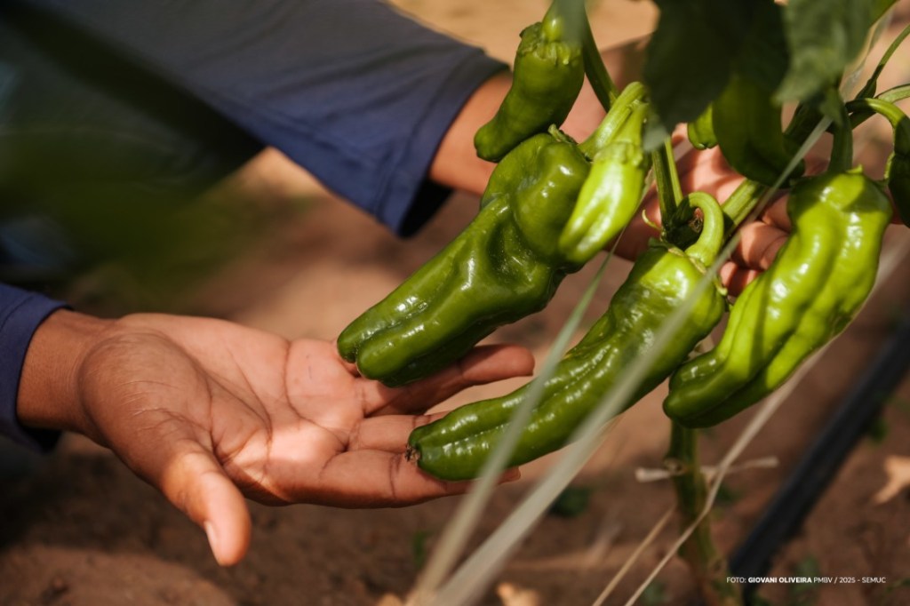 DIA DE CAMPO EM HORTIFRÚTI – Programação contará com palestras sobre culturas e técnicas de manejo de pragas e&nbsp;doenças