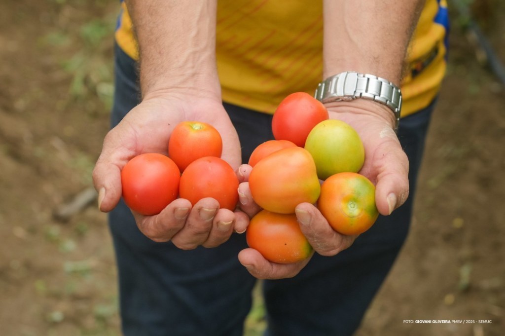 Produção de tomates impulsiona renda e sustentabilidade em comunidade indígena de Boa&nbsp;Vista