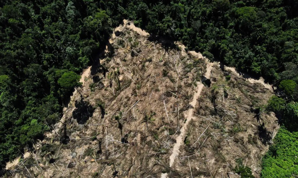 Florestas públicas não destinadas são ameaçadas por crimes&nbsp;ambientais