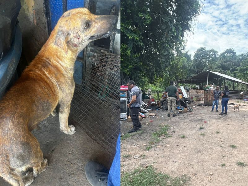 Polícia Civil resgata animais vítimas de maus-tratos em ação no distrito&nbsp;industrial