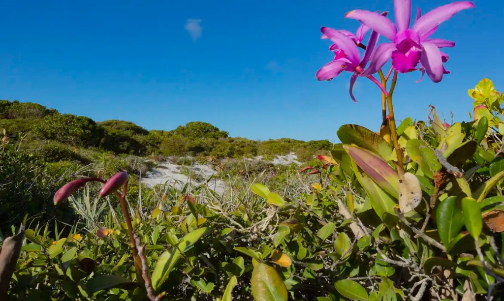Inpe confirma redução de desmatamento na maioria dos&nbsp;biomas
