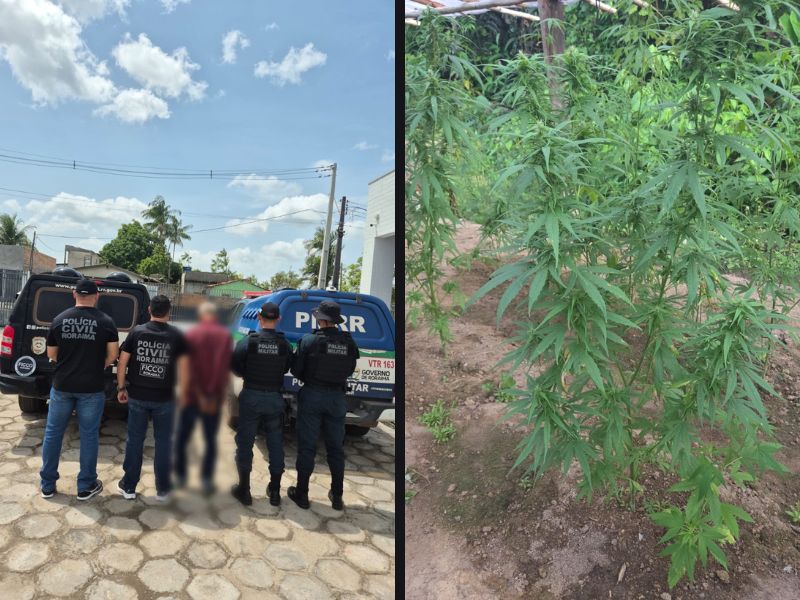 EM RORAINÓPOLIS: Força-tarefa localiza plantação de maconha em sítio e prende suspeito com antecedentes por&nbsp;tráfico